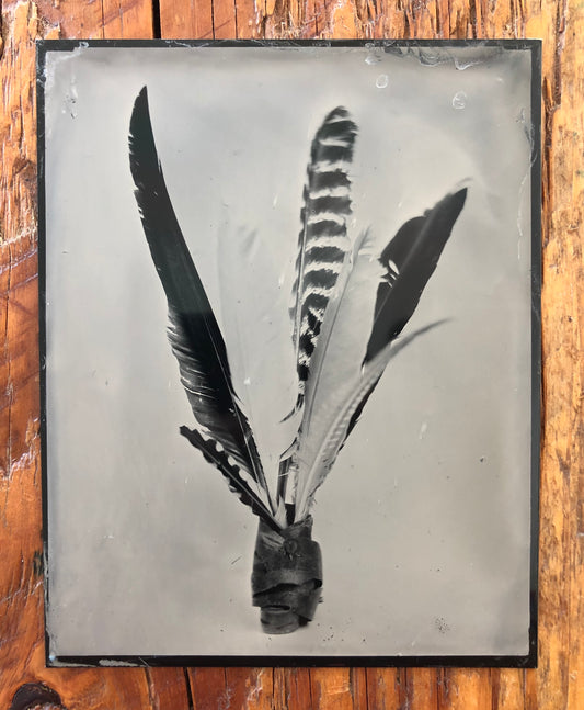 Feathers - 4x5 Tintype